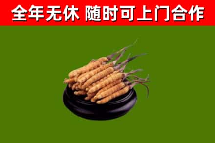 兰陵回收散虫草