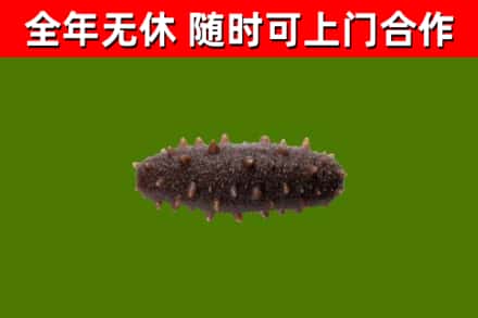 兰陵回收海参干
